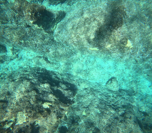 view of coral reef in shallow water from the surface